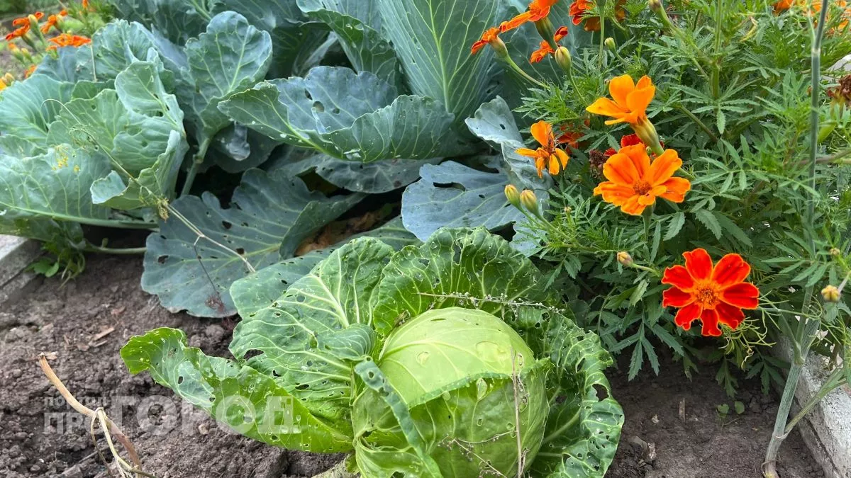 Теплицы ушли в прошлое: опытные дачники знают, как обустроить огород, чтобы выносить ведра урожая