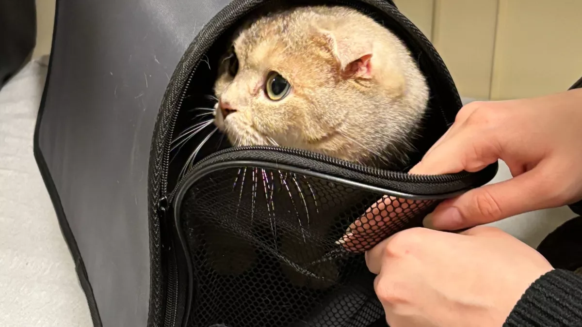 Ни шерсти, ни запаха: 4 породы кошек, с которыми в доме станет идеально чисто