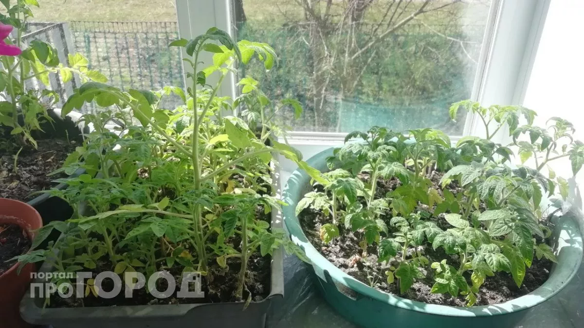 Пикирую рассаду в марте только так: смотрю на 1 признак – и сеянцы даже не замечают пересадку