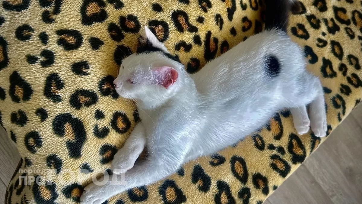 5 самых ласковых и спокойных пород: эти кошки сразу подарят вам любовь 