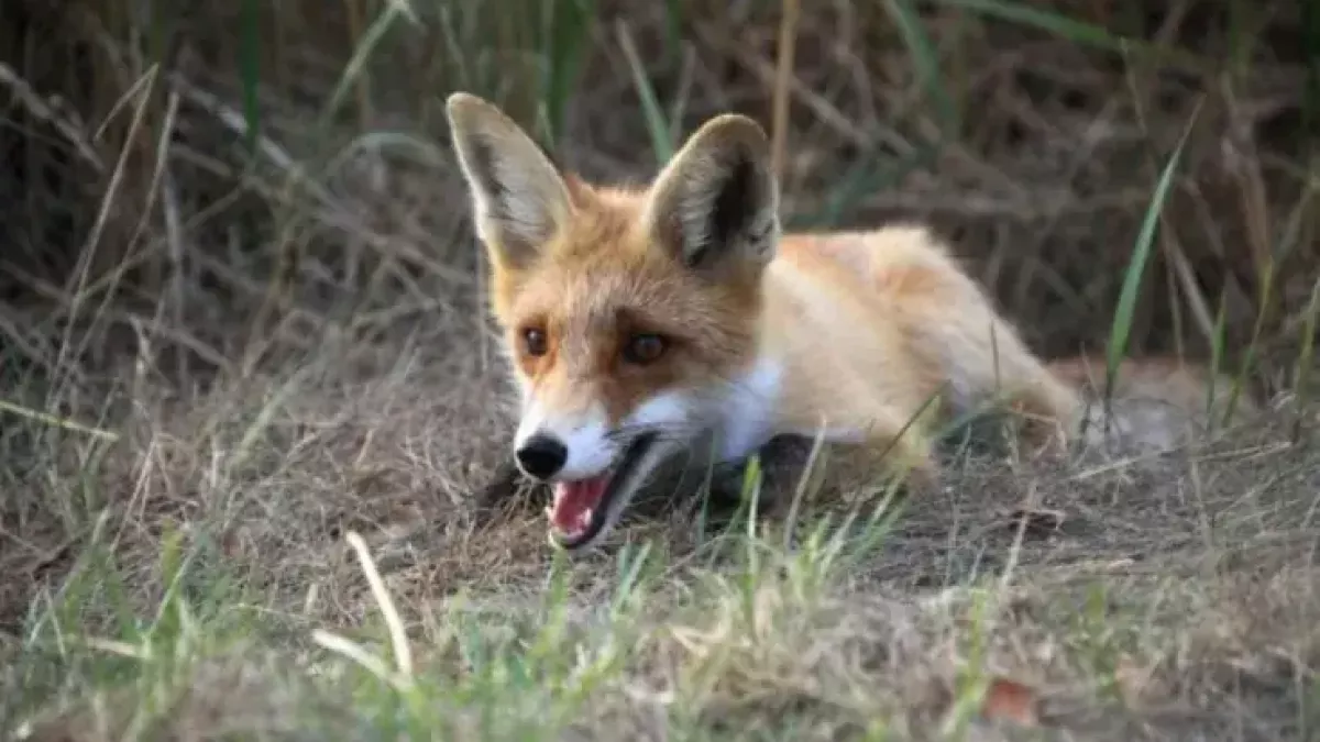 Карантин по бешенству: в Нижегородской области объявили охоту на лис