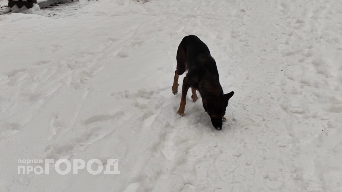 Бастрыкин взял под контроль дело о нападении собаки на 8-летнего ребенка в Кулебаках