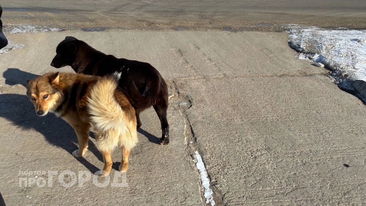 В Выксе возбудили уголовное дело из-за бродячей собаки, которую не отловили несмотря на жалобы жителей