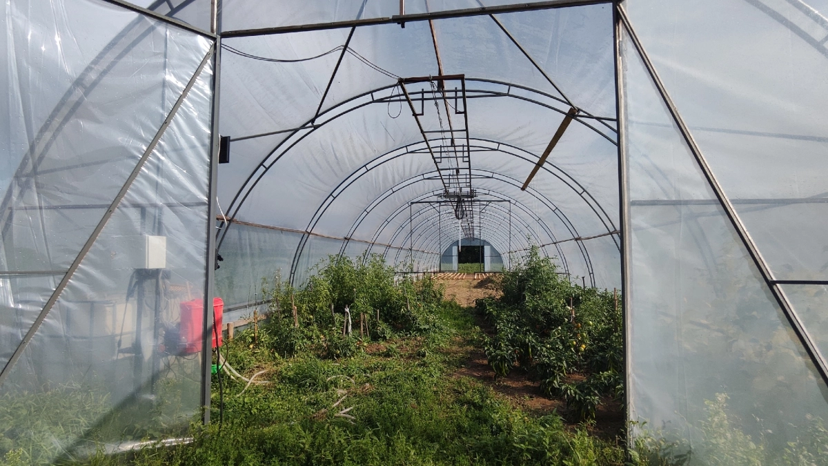 Опытные дачники всегда ставят в теплицу бочку с водой: советский секрет урожая -  дело не только в поливе