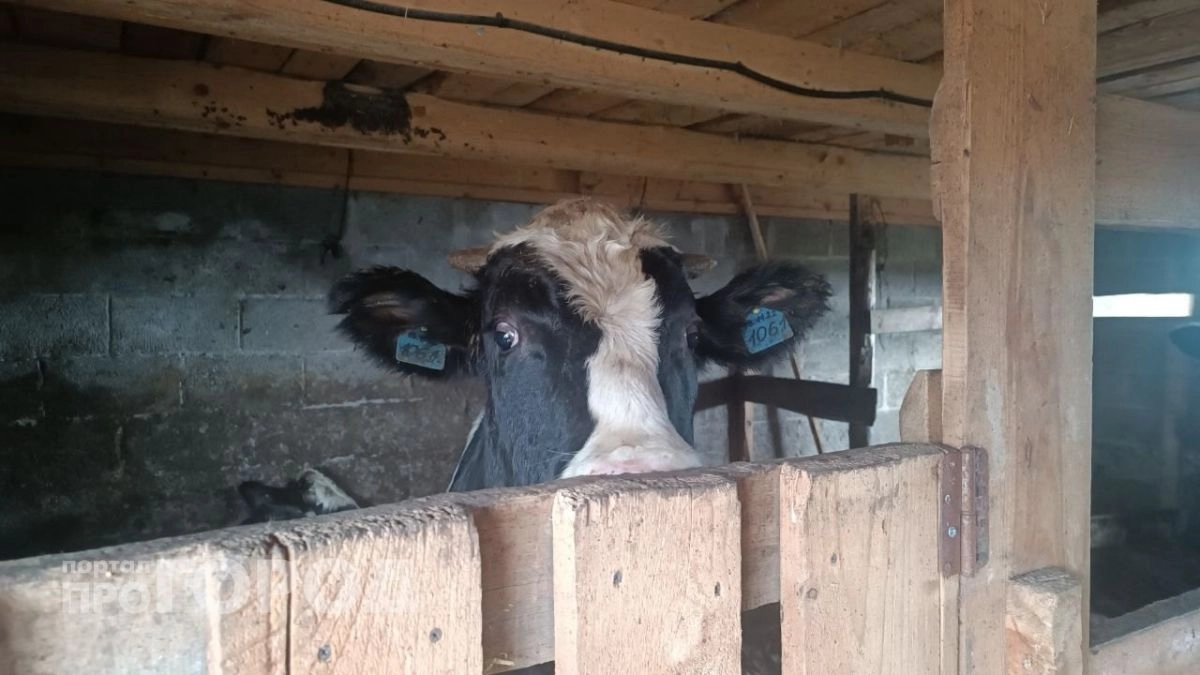 Агропредприятие в Бутурлинском районе не платило сотрудникам, пока не вмешалась прокуратура