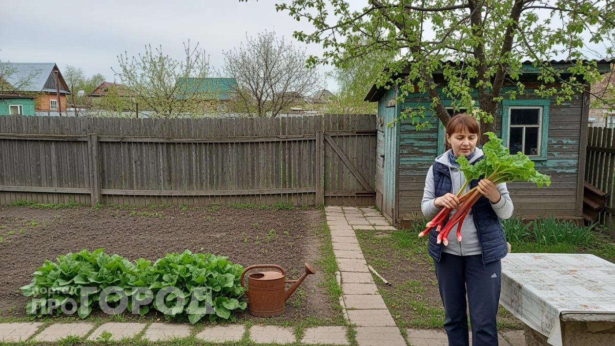 Китайские туристы скупают этот сорняк с российских дач за бешеные деньги, а мы его просто выбрасываем