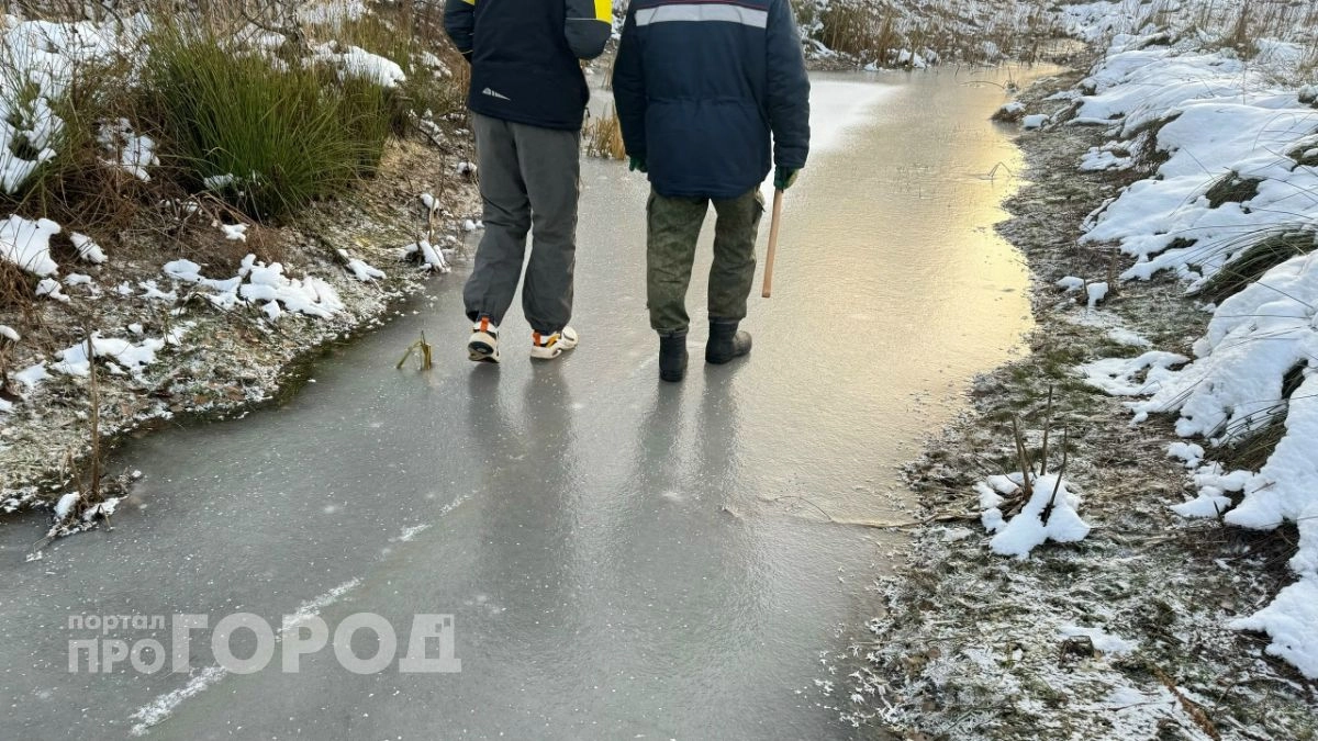 Мужчина из Семенова остался без пилы, трактора и свободы из-за 10 сосен