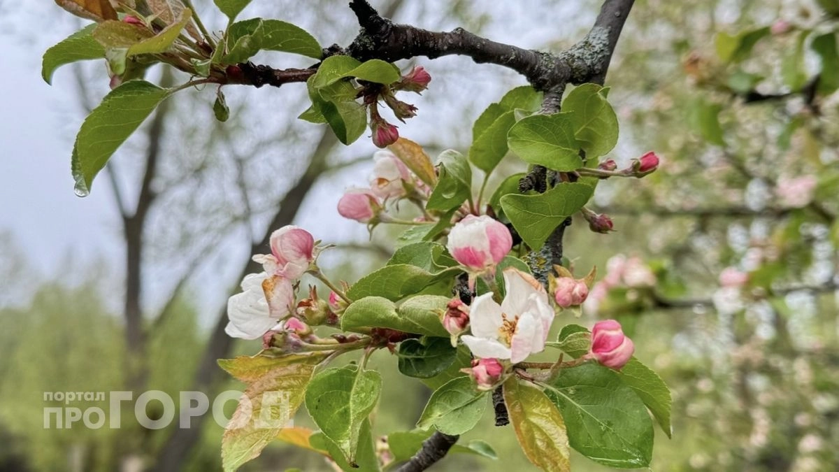 Обмотайте ствол яблони в марте - и муравьи перестанут разводить тлю на вашей даче