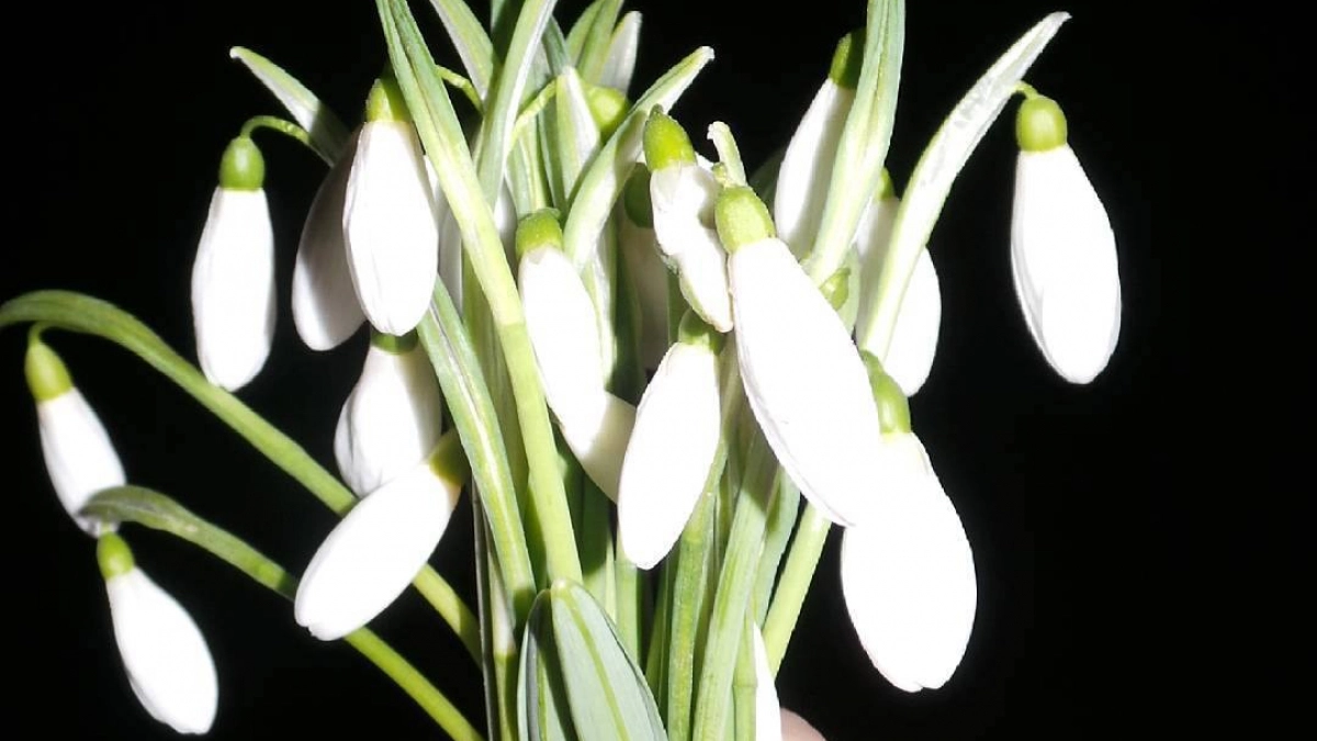 Тюрьма за весенний букет: россиян предупредили о жестком наказании за сорванные в лесу цветы