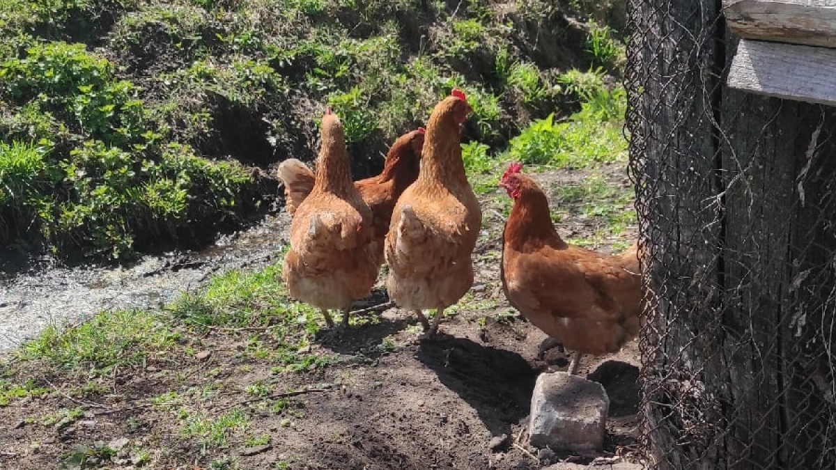 Курятники оказались под запретом: принято новое решение для всех дачников, которые держат кур