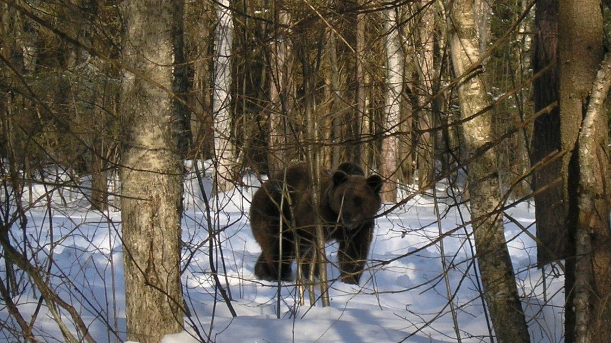 В Нижегородской области открылась весенняя охота на медведя: сезон до 10 июня