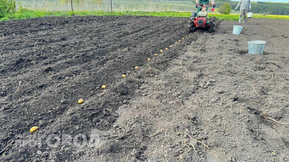 Когда сажать картофель в 2026 году, чтобы собирать урожай мешками: садоводы назвали одну ошибку