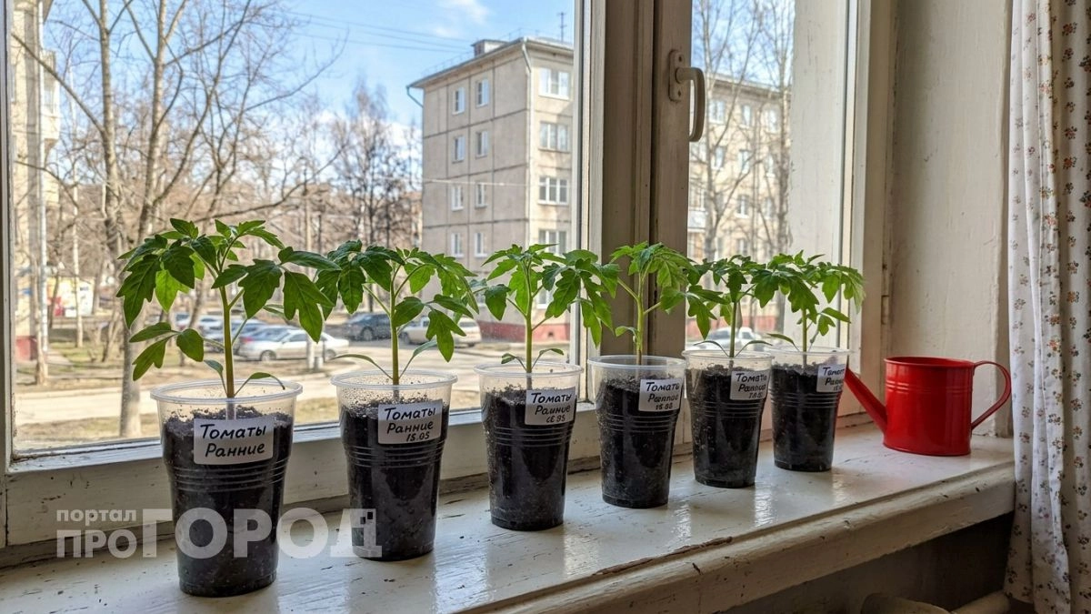 Всего 1 подкормка — и спустя 4 дня рассада томатов станет толщиной с мизинец: мощный эликсир