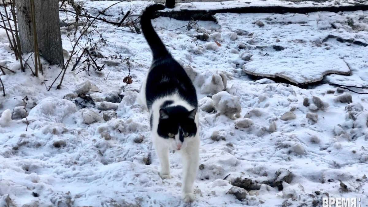 В Нижегородской области за квартал выявлено 12 случаев бешенства среди животных