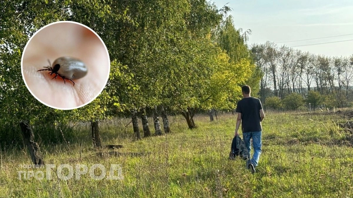 Жителей Нижегородской области предупредили, куда нести клеща после укуса