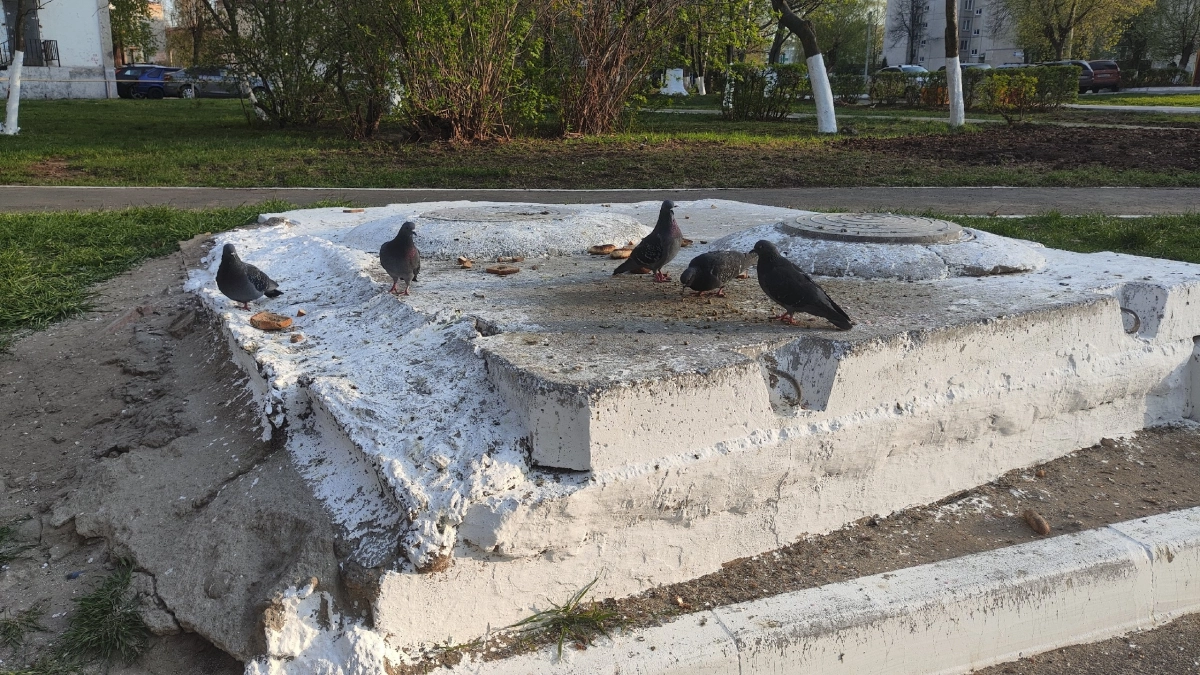 Хлеб на асфальте может довести до уголовного дела: юрист предупредила об опасности кормления голубей у дома