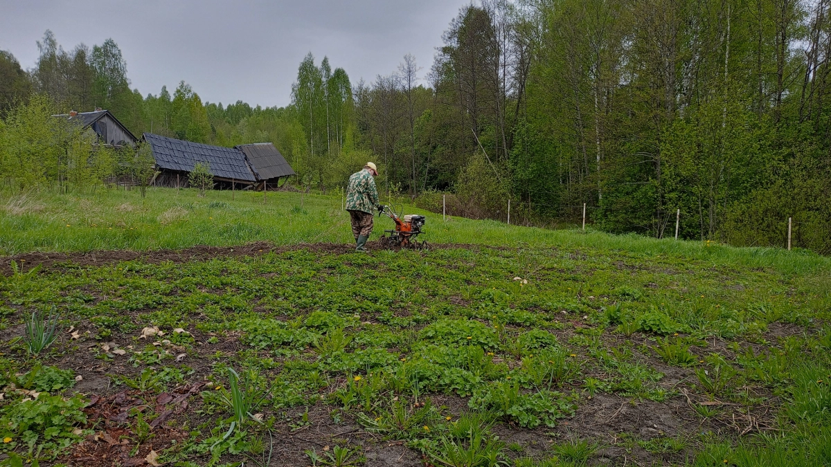 Каким будет лето 2026 года в России после снегопадов и морозов: что обязательно нужно знать садоводам