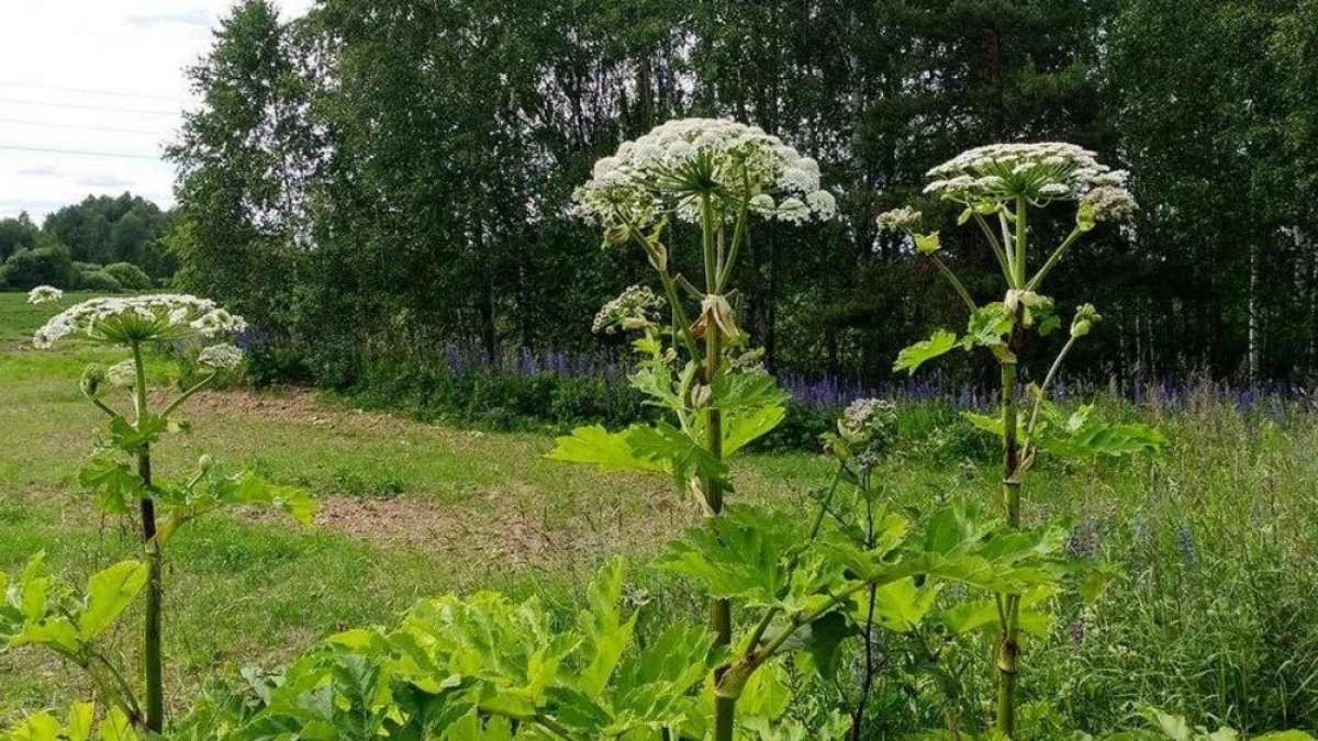 Нижегородская область утвердит перечень инвазивных растений для ликвидации