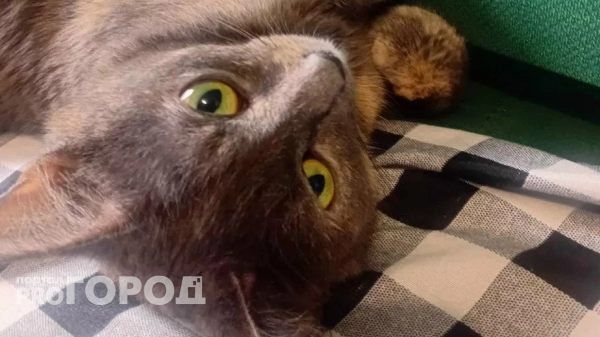 Людям за 60 стоит держаться подальше от кошек: ученые объяснили почему