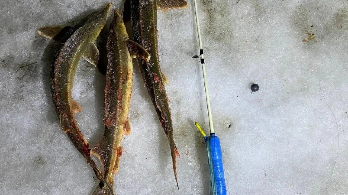 В Нижегородской области поймали рыбаков за отлов краснокнижной рыбы