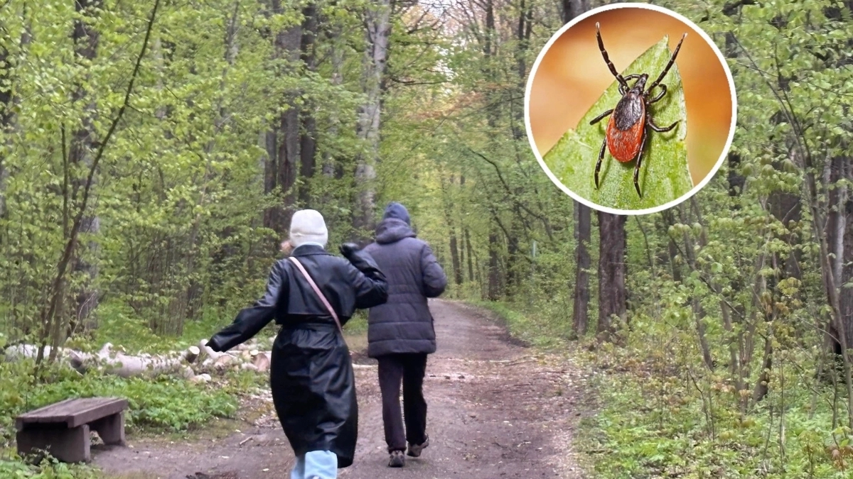 "Забудьте про нитки и масло": Опытный биолог раскрыл копеечный секрет, как мгновенно удалить впившегося клеща без боли и остатков