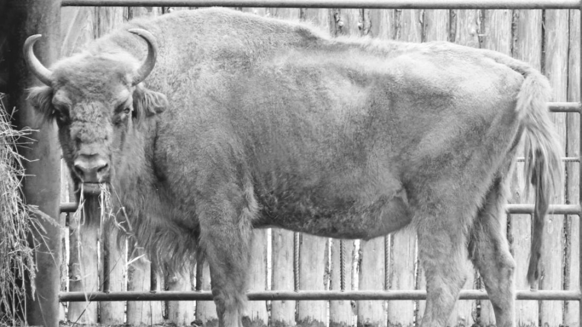 В нижегородском «Лимпопо» умерла зубрица Муза — любимица зоопарка