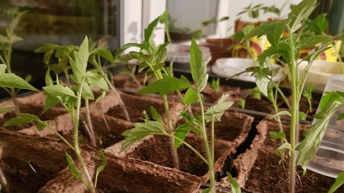 Помидоры мечтают об этом в апреле: одна капля в стакан воды — и рассада толстеет на глазах