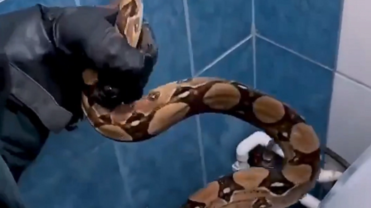 Спасатели вытащили питона, застрявшего под ванной в Богородске