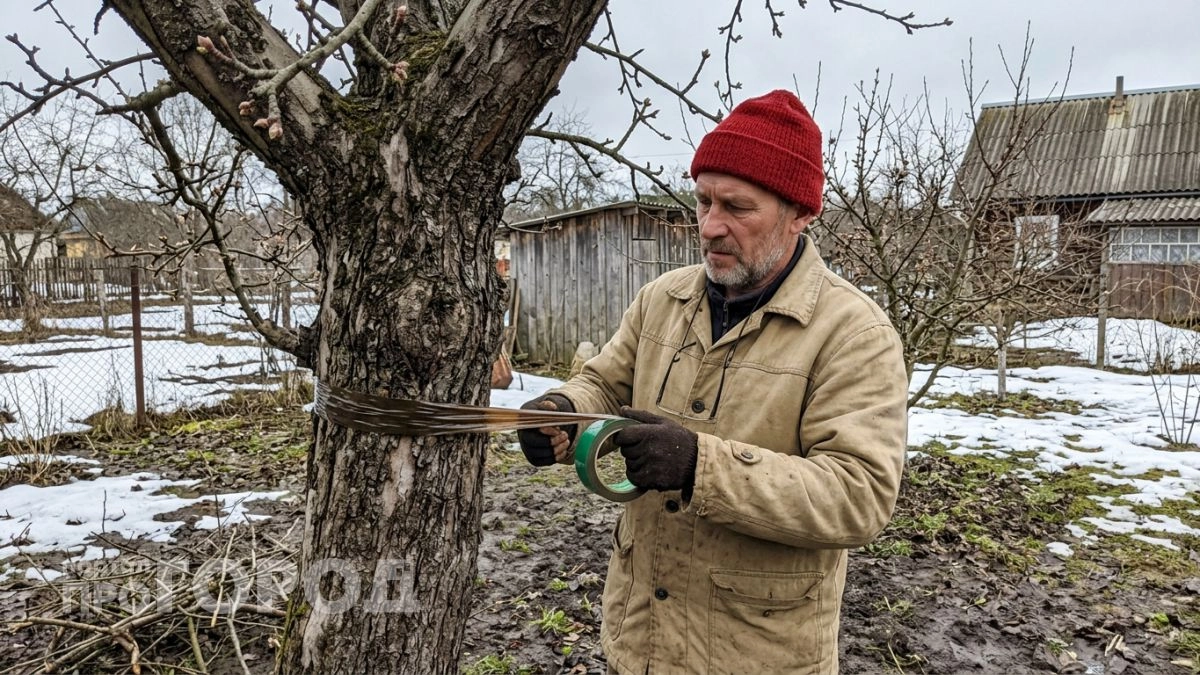 Каждый март креплю на стволы яблонь копеечную ловушку — тля разворачивается на подходе и урожай спасён до осени