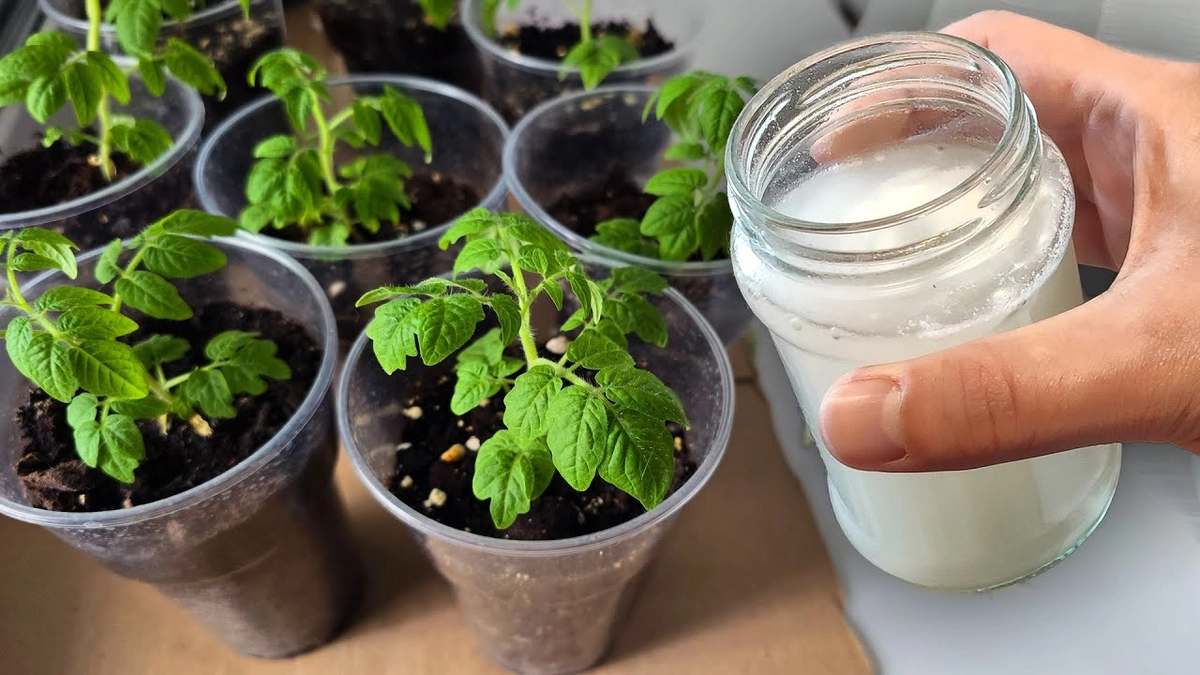 Томаты попёрли за 7 дней – и стебли толще пальца: просто добавил в подкормку то, что все выбрасывают в мусор