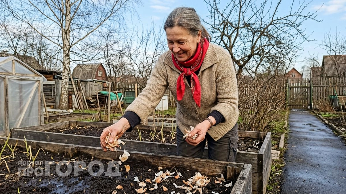 Раньше выбрасывала чесночную шелуху горстями, а теперь она заменяет мне и удобрение, и средство от вредителей