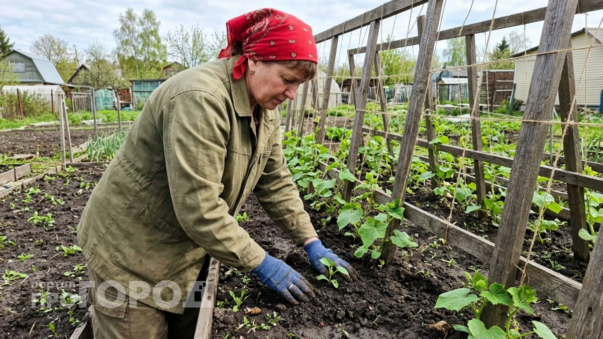 Положила огурцы расти вширь, а не вверх — кусты завалили урожаем так, что хватило на три семьи