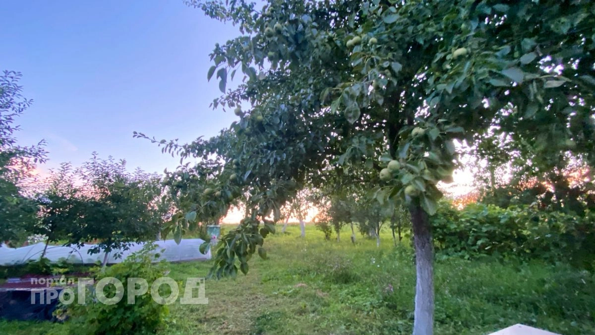 Повесила на яблоню пакет с кирпичами – собирают урожай втрое больше: финская методика