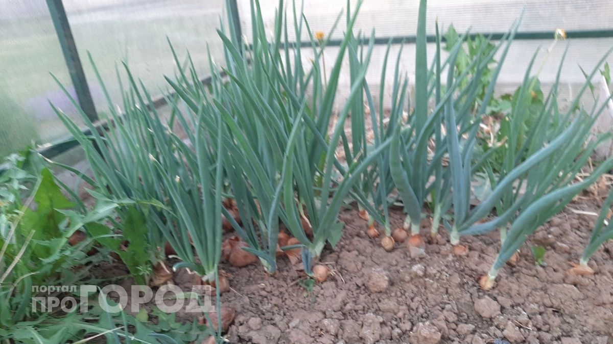 Ложка  соды на севок – и лук вырастет размером с теннисный мяч и мощными перьями 
