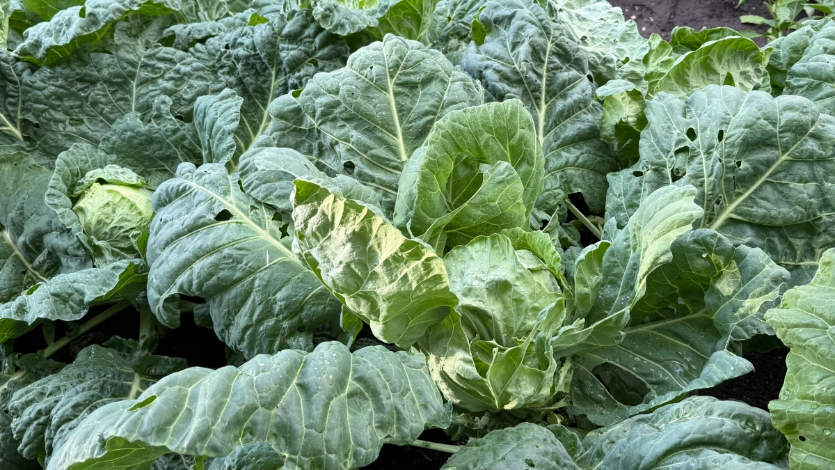 Стакан в лунку при посадке капусты, и кочаны становятся сочными и крепкими - никаких больше трещин