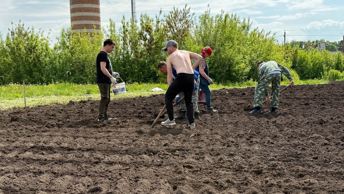 Кидаем одну охапку в лунку - картофель растет крепкий и без проволочника: соседка подсказала секрет