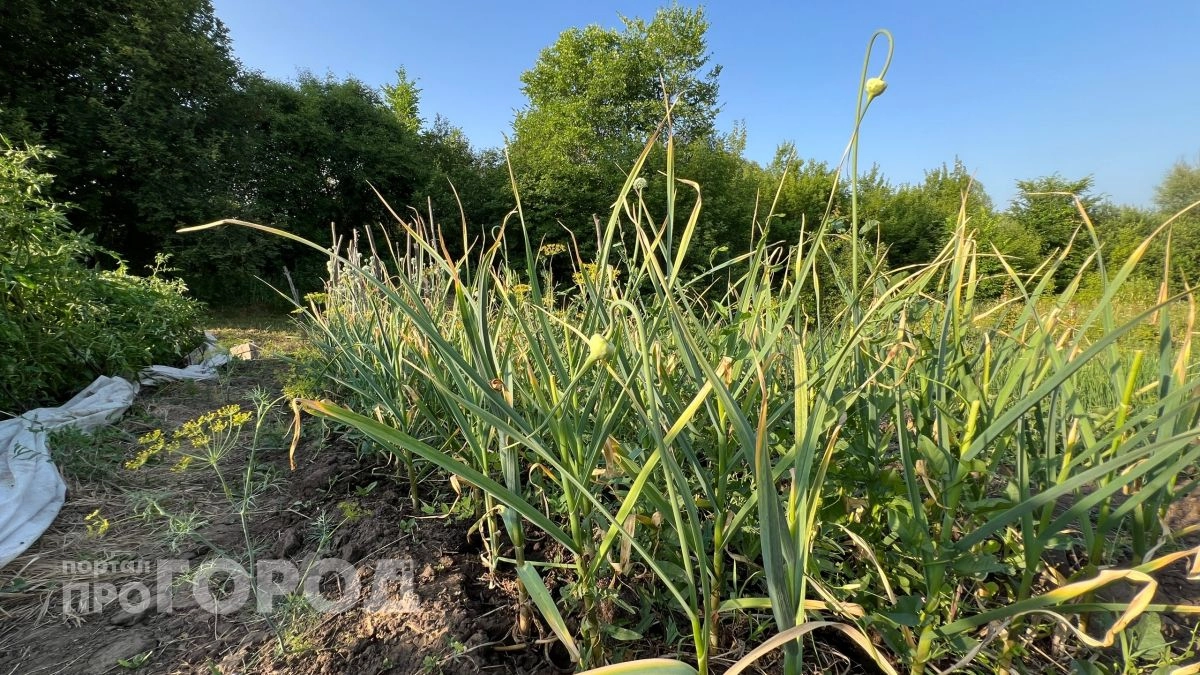 Озимый чеснок в марте требует 3 простых действия — и получаю сочное зелёное перо: завидуют все дачники
