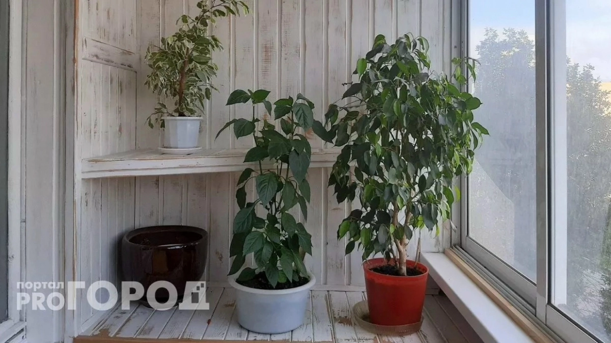 Немедленно уберите этот комнатный цветок из дома: притягивает несчастья и беды вопреки приметам