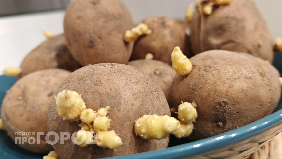 Когда доставать картофель на проращивание: агрономы назвали точные даты 