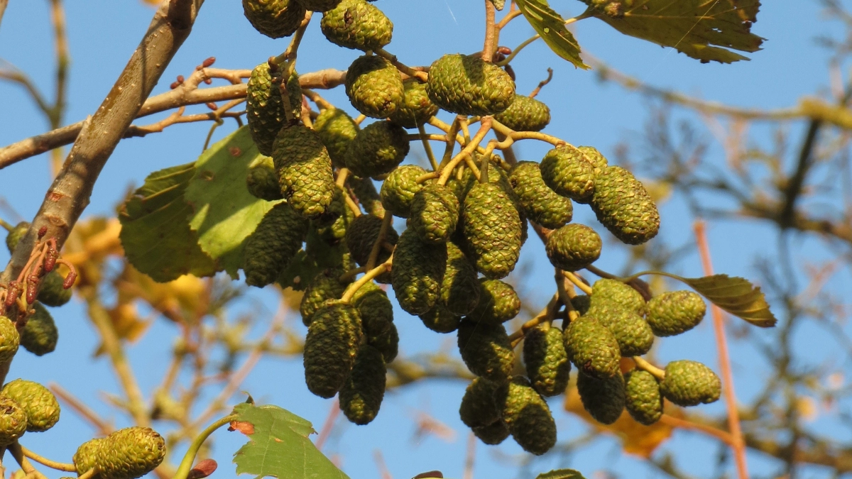 В Нижегородской области начали цвести растения, опасные для аллергиков
