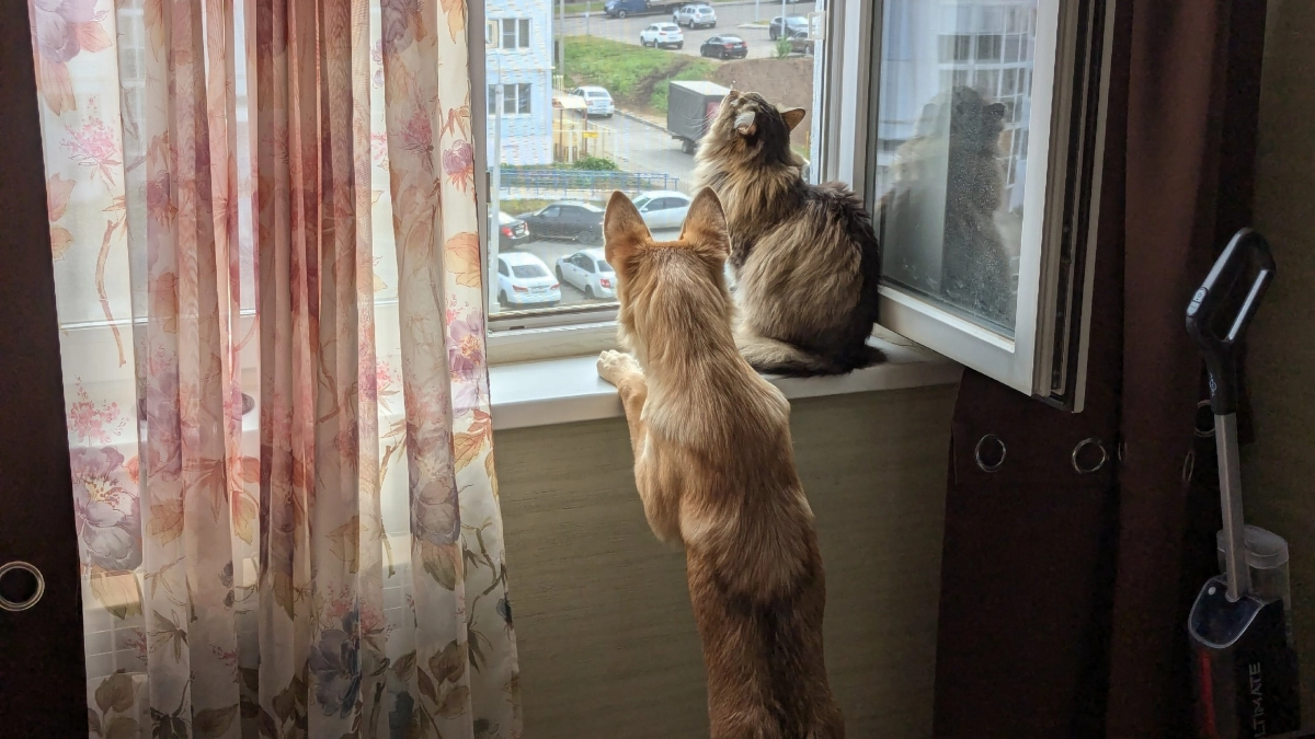 Тюль на окнах осталась в прошлом: вот, что теперь вешают на окна вместо пылесборников 