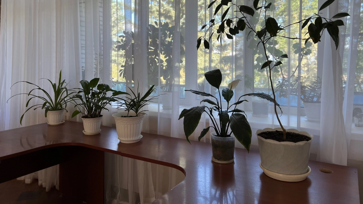Высасывают все силы и здоровье: три растения-вампира, которые лучше не держать дома