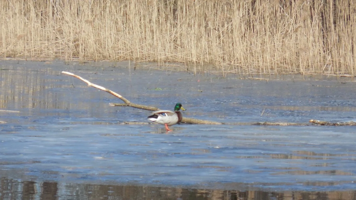 С 1 апреля в Нижегородской области открыт сезон охоты на пернатую дичь