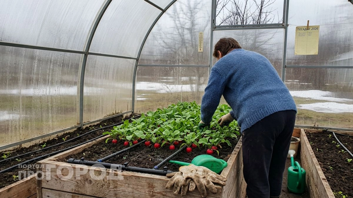 Беру самые дешёвые семена редиса и выращиваю корнеплоды размером с яйцо — сладкие и без пустот внутри