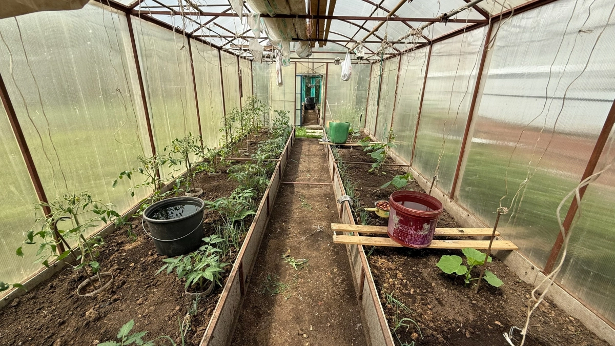 Убрала обогреватель из теплицы три года назад — рассада томатов выживает при –7, а я не трачу ни копейки