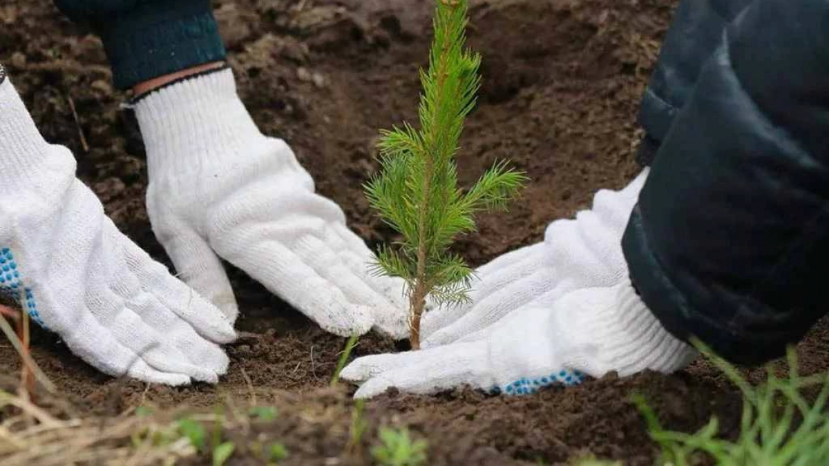 Более 300 килограмм семян хвойных пород заготовили в Нижегородской области для восстановления лесов