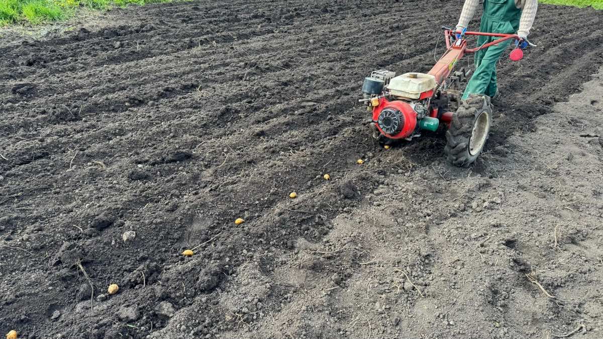 Картошка без дырок: простой способ, который реально работает против проволочника