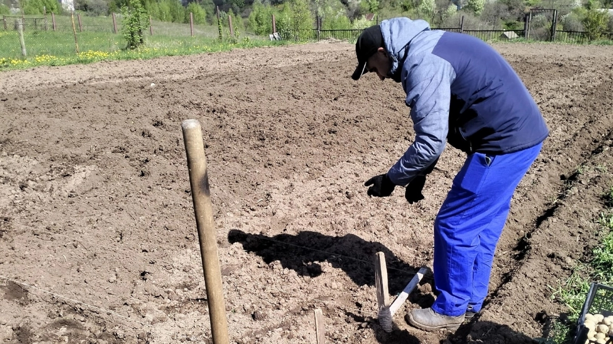 Сыплю этот секретный порошок в землю и муравьи бегут с огорода как угорелые: проверенный бабушкин метод без химии