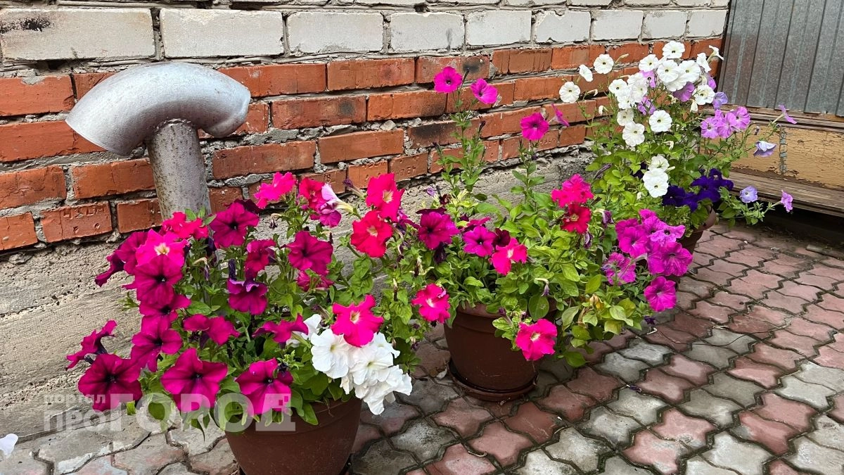 Больше никаких вялых петуний: 5 шагов к пышному цветению все лето