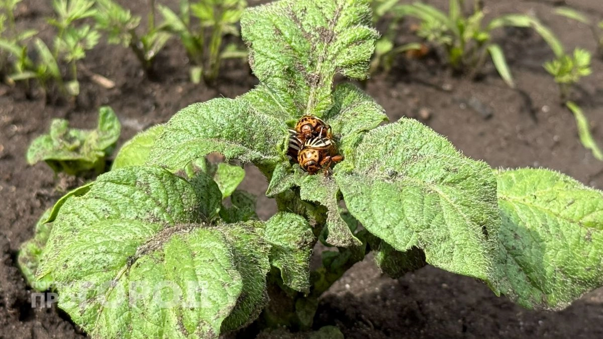 Забудьте про колорадского жука: домашний рецепт без химии и вредители отступят